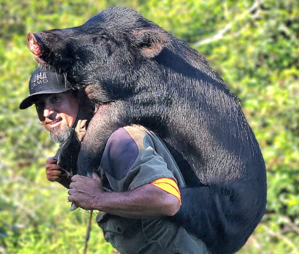 Boar on back1